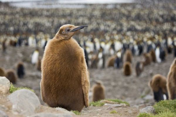 Antarctica, St Andrews Bay King penguin chick